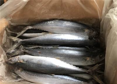 China BQF Scomber Japonicus 500g 700g Freezing Spanish Mackerel for sale