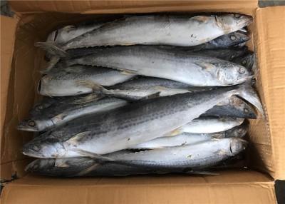 China Bulk 700g 1000g Whole Round Frozen Spanish Mackerel for sale