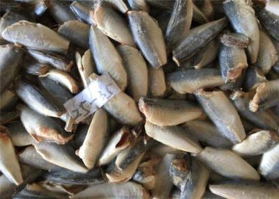 China 95% Net Weight Pacific HGT 25G 35g Frozen Horse Mackerel for sale