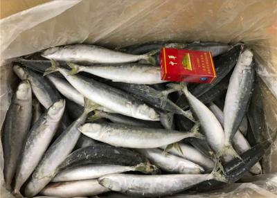 China Pazifische Makrele proteinreicher gefrorener runder Scad 70g zu verkaufen