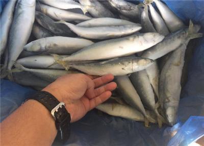 China Massen-Fisch-gefrorene ganze pazifische Makrele 80G 100G IQF für Restaurant zu verkaufen