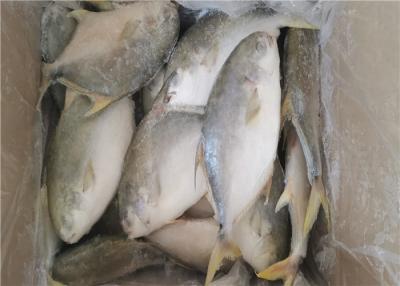 China Health Golden Pomfret Fish 350G Fresh Frozen Seafood For Hotel for sale