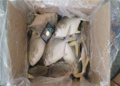 China Marisco congelado fresco inteiro do círculo 300G 400G dos peixes dourados das xaputas à venda