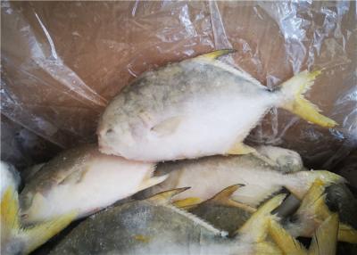 China 400G​ Frozen Pomfret Fish for sale