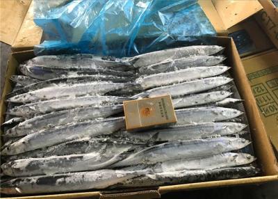 Cina Pesce del luccio sauro del peso netto BQF Seafrozen #4 Pacifico di 100% in vendita