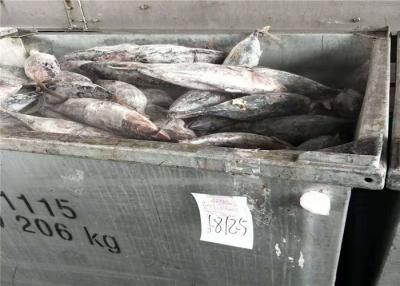 China Grad-frischer springenden Fische Omegas 3 Thunfisch der natürlicher Farbe500g 1.8kg A zu verkaufen