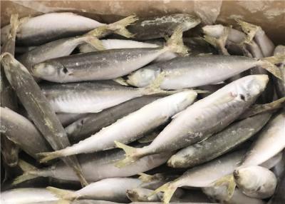 China 120g Whole Round High Protein Frozen Pacific Mackerel for sale