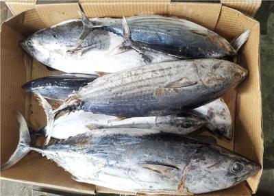 China Atum de Skipjack congelado redondo inteiro à venda