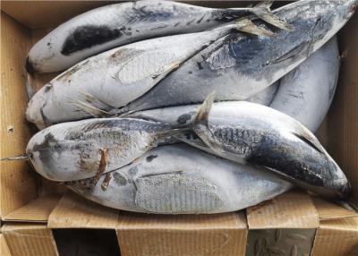 China gefrorener Thunfisch der springenden Fische 1.8kg zu verkaufen