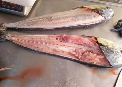 China BQF Pacific Ocean 1KG 2KG Whole Round Fresh Mahi Mahi for sale