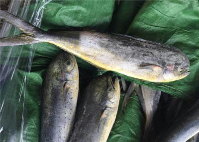 China Marisco Coryphaena Hippurus BQF Mahi congelado 1KG Mahi à venda