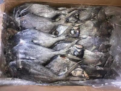 China 1kg encima de los mariscos congelados frescos de los pescados negros redondos enteros de las japutas en venta