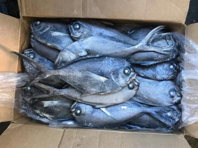 China Pescados negros congelados frescos de las japutas 500G-1000G para el restaurante en venta