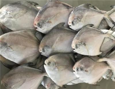 China HACCP Certificated 300g 400g Fresh Frozen White Pomfret for sale