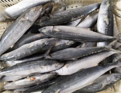 China 1kg Up Whole Round IQF Frozen Spanish Mackerel for sale