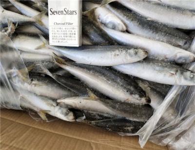 China Sardinas enteras congeladas netas del peso 120g BQF del 100% en venta