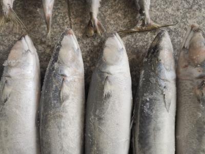 China Pescados pacíficos congelados naturales de la caballa del color IQF BQF en venta