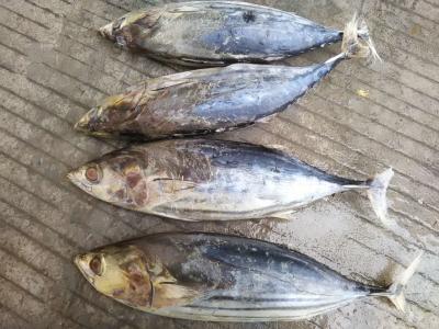 China Um atum de Skipjack congelado IQF inteiro do círculo 3.4kg da categoria à venda