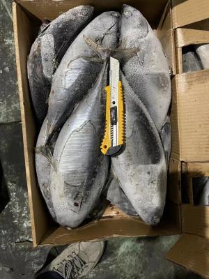 Cina 500g in serie sull'auxis thazard che congela il pesce della sarda per l'esportazione in vendita