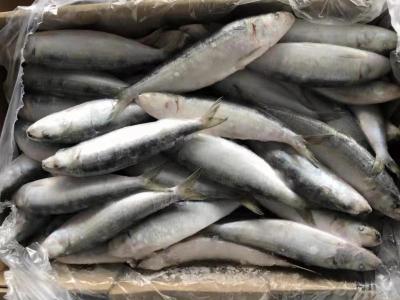 Cina Rifornimento BQF che congela buon tutto di dimensione 70-80g intorno alle sardine congelate fresche in vendita