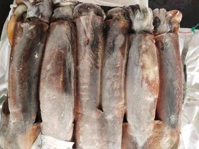 China Whole Round BQF 400g 600g Good color Argentina Frozen Illex Squid for sale