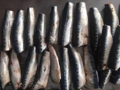 Cina Migliori sardine congelate fresche di prezzo di vendita HGT della glassa naturale per inscatolare in vendita