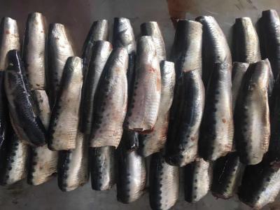 China Natuurlijke Glanshgt Verse Bevroren Sardines voor het Inblikken Te koop