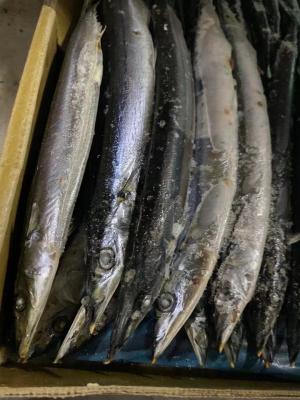 China Cololabis Saira Sea Frozen Pacific Saury All Size for sale