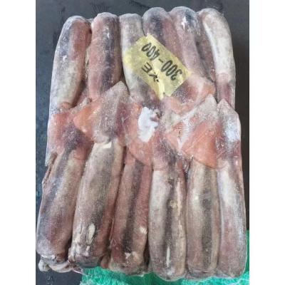 Chine calmar surgelé de 300g 400g Healsea Argentine BQF Illex à vendre