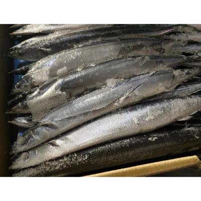 China All Size Sea Frozen BQF Pacific Saury Cololabis Saira for sale