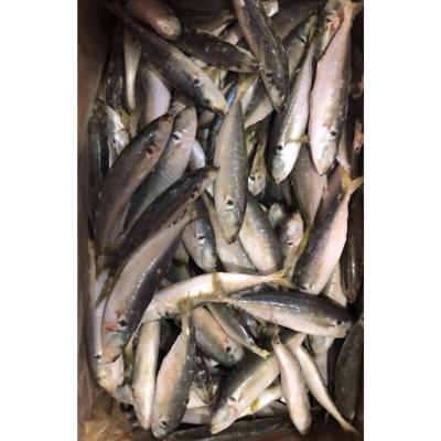 China Fresh Healthy IQF Horse Mackerel 160 - 180pcs/ctn Frozen Fishing Bait for sale