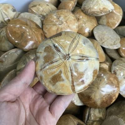 China Star Shaped Stone Fossils Wholesale Natural Polished Starfish Fossils From China for sale