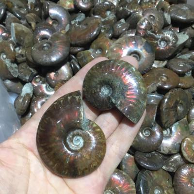 China China Rainbow High Quality Natural Shiny Ammonite Snail Conch Fossil Small For Decoration for sale