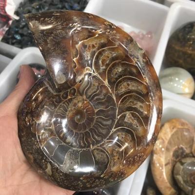 China Natural China Ammonite Fossils Ashtray Polished Conch Fossils For Home Decoration for sale