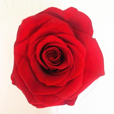 China Easter Decoration Preserved Rose Head A Grade 10cm Eternal Flower Rose Eternal Forever Rose 2020 Gift Box for sale