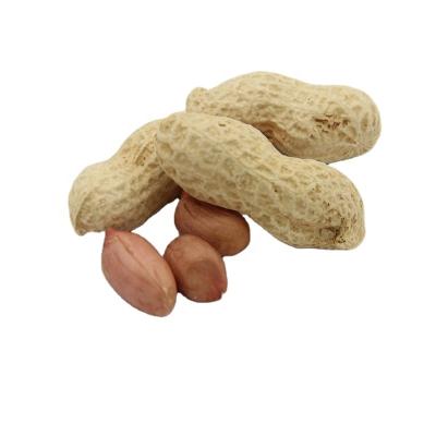 China Peanuts Groundnut China Dry Peanut Blanched Peanuts 25/29 for sale