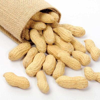 China Dry roasted peanut in the shell for sale