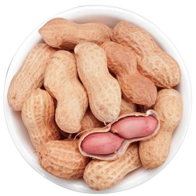 China Dry roasted peanut in the shell for sale