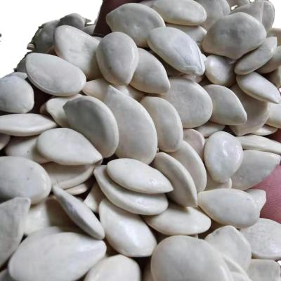 China Supply Premium Factory Grade Dry White Pumpkin Seed for sale