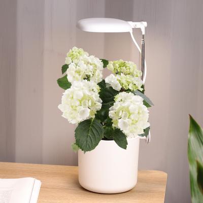 China Seed Starting Mimi Grow Lights Indoor Smart Led Grow Light Flower Height Adjustable Timer Indoor Garden for sale