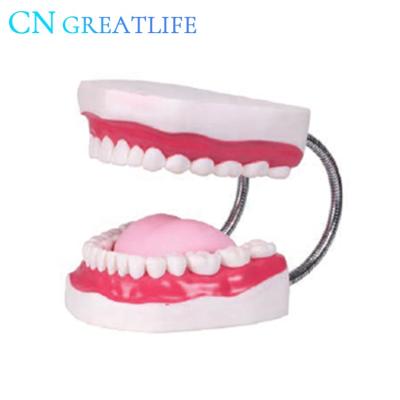 China 1:6 Large Plastic Tooth Brushing Dental Model Human Teeth Model Dental Teeth Model For Study for sale