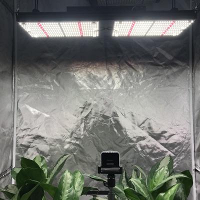 Chine SAA Bavagreen 240W LM301B LED élèvent l'éclairage d'intérieur léger d'horticulture à vendre