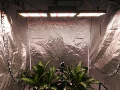 China 5000K Full Spectrum LED Grow Lights for sale