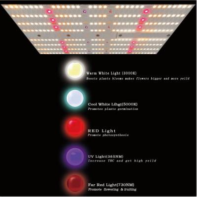 China el espectro completo de 240W SAA 2.60umol/J crecer 624Umol/s ligero LM301H LED crece ligero en venta