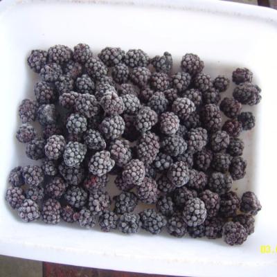 China FROZEN iqf concentrate juice to use good quality frozen blackberry for sale