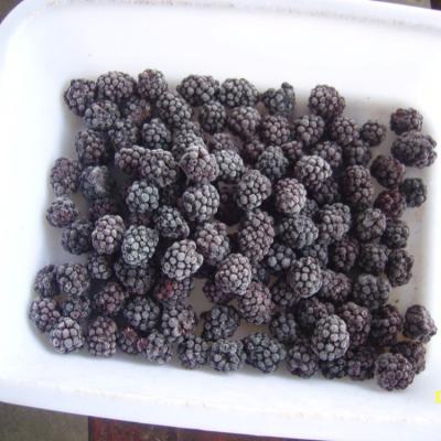 China FROZEN IQF Frozen Fruit Fresh Organic Mulberry for sale