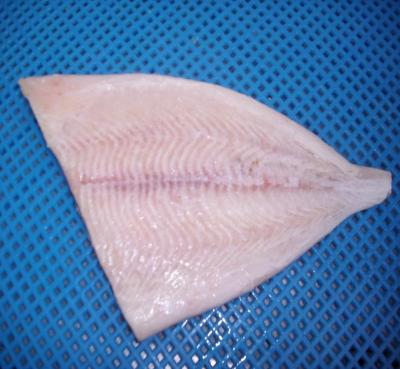 China FROZEN Boneless Brama Brama Fillet (Atlantic Damselfish) for sale