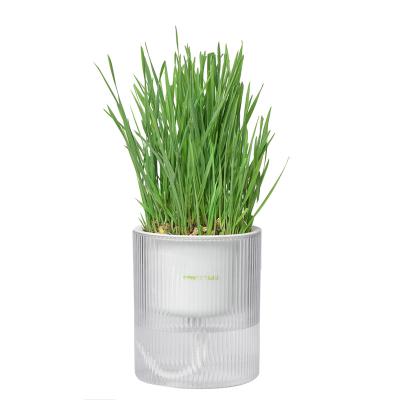 China MAYITWILL Cat Grass Seeds Best Selling Premium Organic Organic Injection Mold for sale