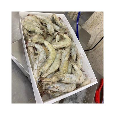 China PP Manufacturers Supply Special Seafood Boxes For Frozen Food Trough Box for sale