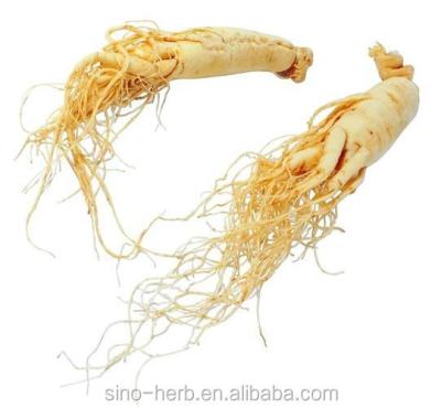 China Chinese Herb Wild Ginseng Root Top Quality Dried White Ginseng Root for sale